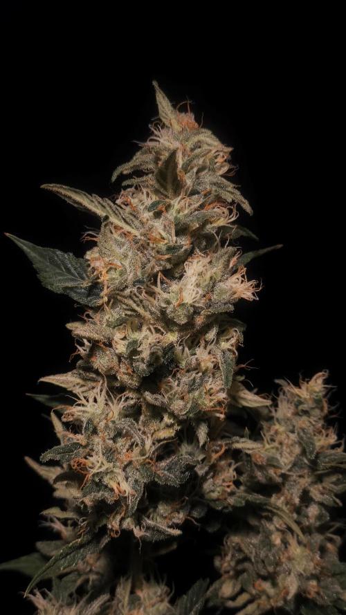 Zamnesia 2026 Plagron Eternity grow cup. Week 14 - Top