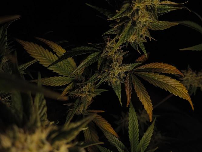 Zamnesia 2026 Plagron Eternity grow cup. Week 14 - Top
