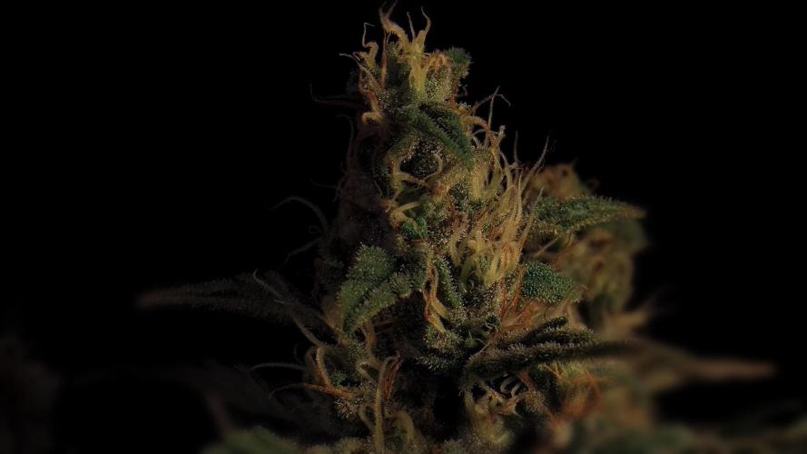 Zamnesia 2026 Plagron Eternity grow cup. Week 14 - Top