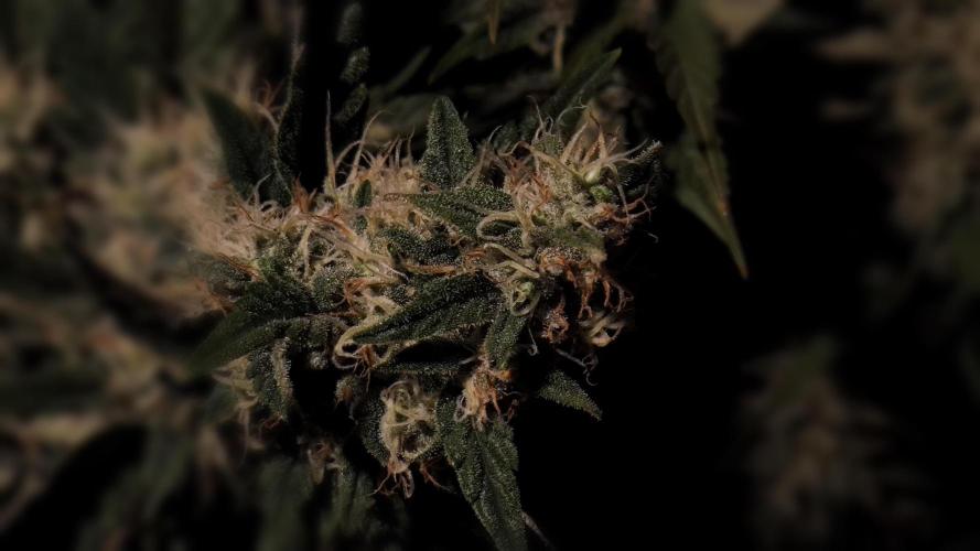 Zamnesia 2026 Plagron Eternity grow cup. Week 14 - Top
