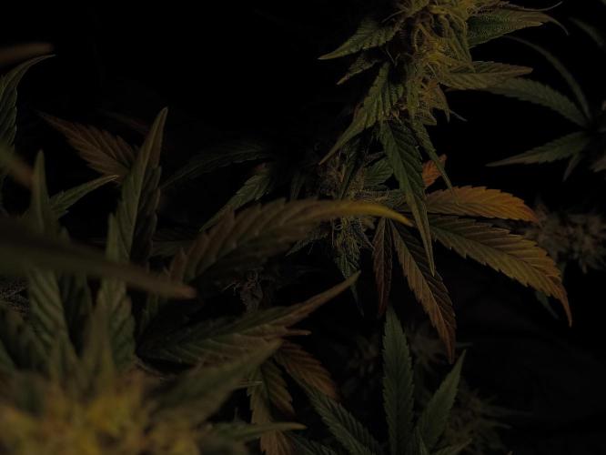 Zamnesia 2026 Plagron Eternity grow cup. Week 14 - Top