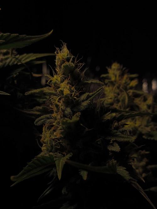 Zamnesia 2026 Plagron Eternity grow cup. Week 14 - Top
