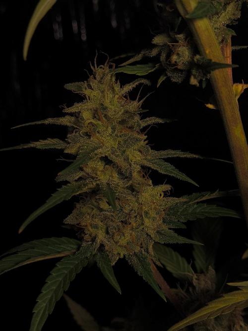 Zamnesia 2026 Plagron Eternity grow cup. Week 14 - Top