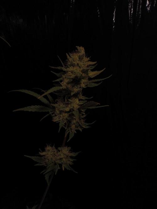 Zamnesia 2026 Plagron Eternity grow cup. Week 14 - Top