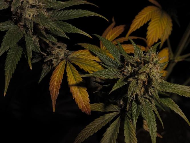 Zamnesia 2026 Plagron Eternity grow cup. Week 14 - Top