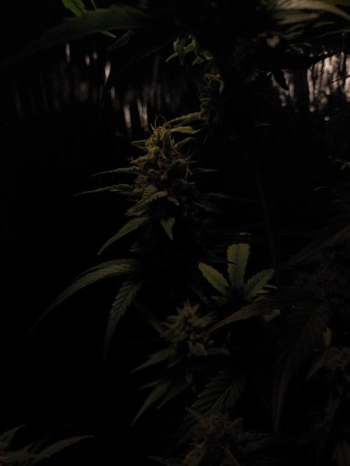 Zamnesia 2026 Plagron Eternity grow cup. Week 14 - Top