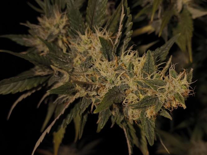 Zamnesia 2026 Plagron Eternity grow cup. Week 14 - Top