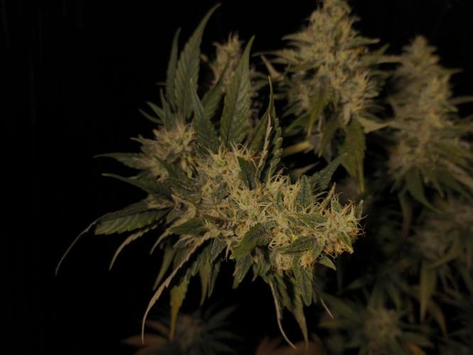 Zamnesia 2026 Plagron Eternity grow cup. Week 14 - Top