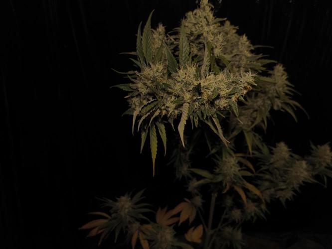 Zamnesia 2026 Plagron Eternity grow cup. Week 14 - Top