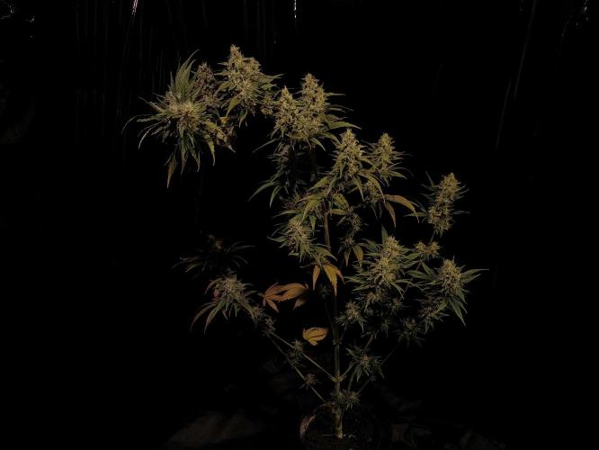 Zamnesia 2026 Plagron Eternity grow cup. Week 14 - Top