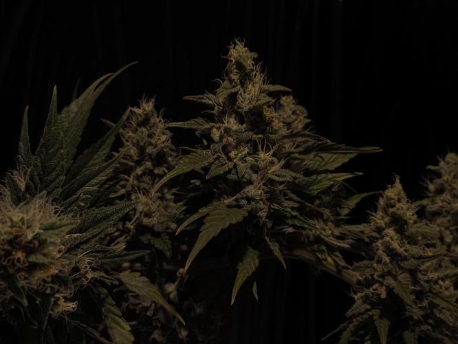 Zamnesia 2026 Plagron Eternity grow cup. Week 14 - Top