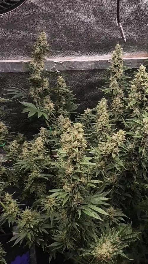 Zamnesia 2026 Plagron Eternity grow cup