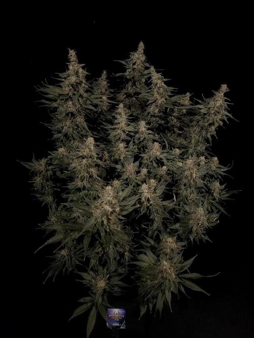 Zamnesia 2026 Plagron Eternity grow cup. Week 15