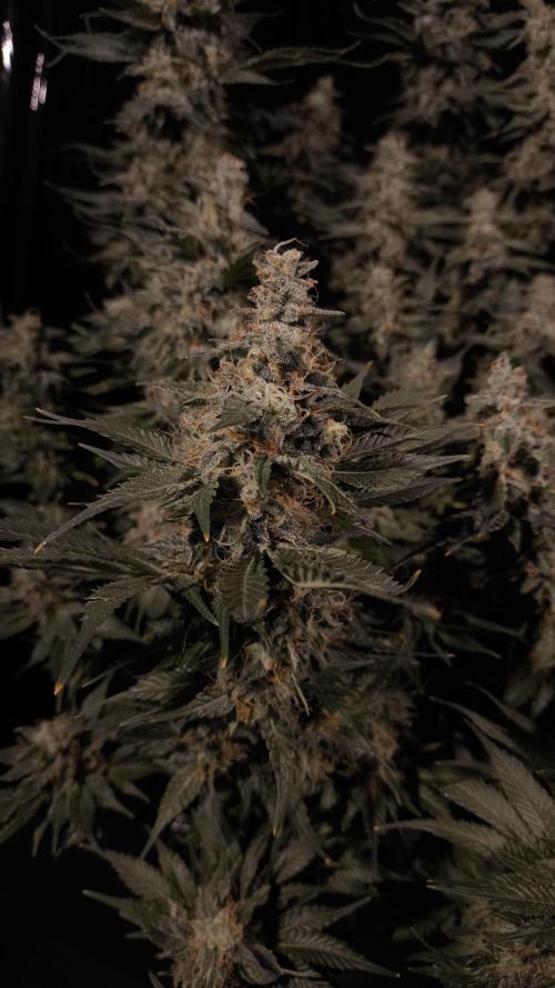 Zamnesia 2026 Plagron Eternity grow cup. Week 15