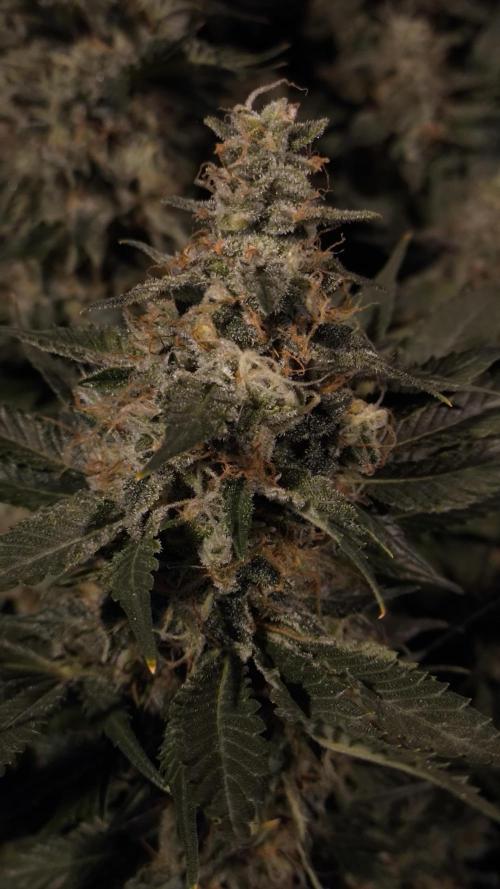 Zamnesia 2026 Plagron Eternity grow cup. Week 15