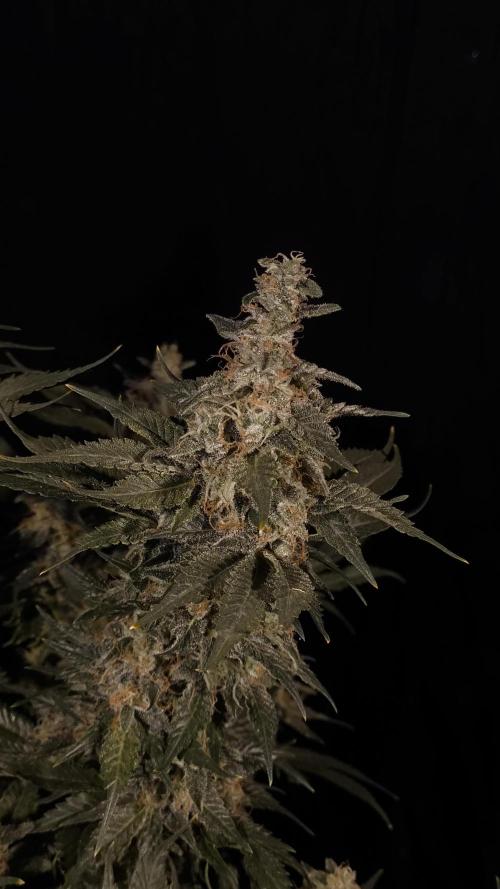 Zamnesia 2026 Plagron Eternity grow cup. Week 15