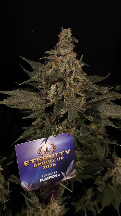 Zamnesia 2026 Plagron Eternity grow cup. Week 15