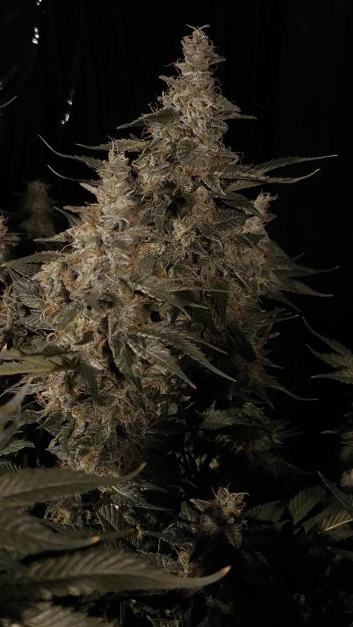 Zamnesia 2026 Plagron Eternity grow cup. Week 15