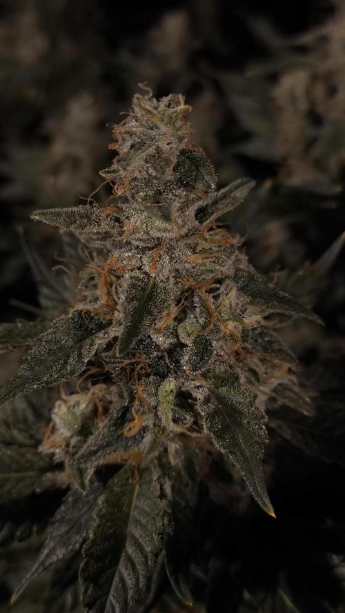 Zamnesia 2026 Plagron Eternity grow cup. Week 15