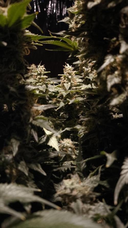 Zamnesia 2026 Plagron Eternity grow cup. Week 15