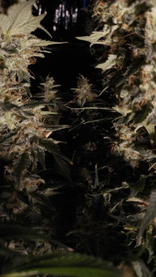 Zamnesia 2026 Plagron Eternity grow cup. Week 15