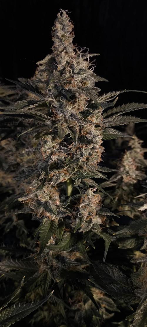 Zamnesia 2026 Plagron Eternity grow cup. Week 15