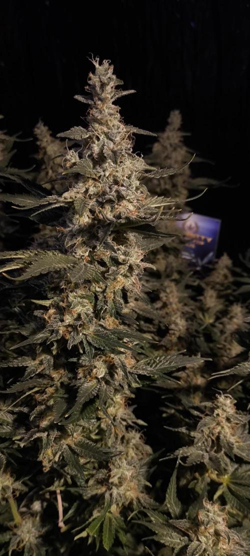 Zamnesia 2026 Plagron Eternity grow cup. Week 15