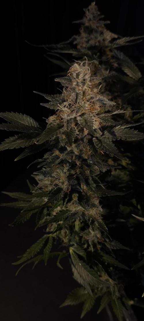 Zamnesia 2026 Plagron Eternity grow cup. Week 15