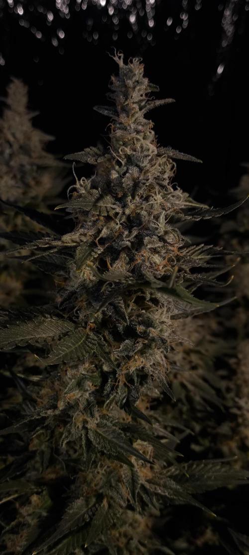 Zamnesia 2026 Plagron Eternity grow cup. Week 15