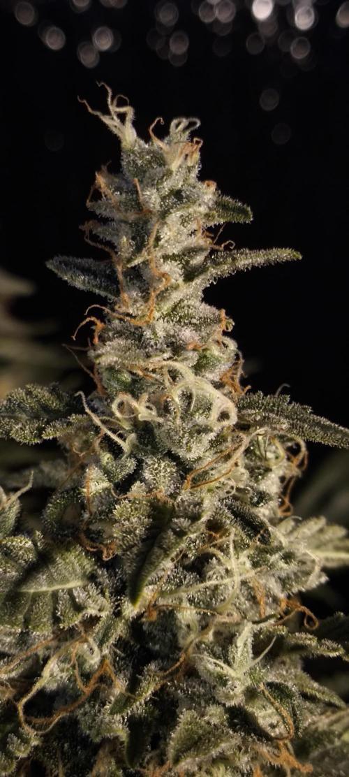 Zamnesia 2026 Plagron Eternity grow cup. Week 15