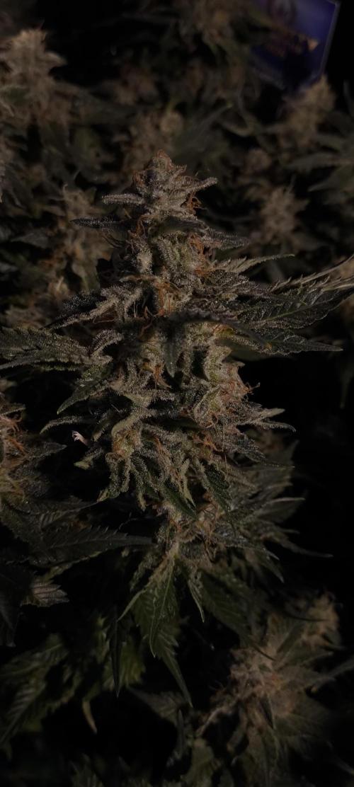 Zamnesia 2026 Plagron Eternity grow cup. Week 15