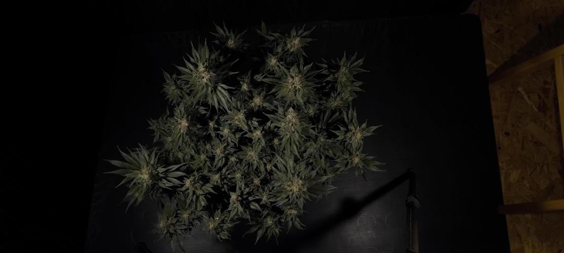 Zamnesia 2026 Plagron Eternity grow cup. Week 15
