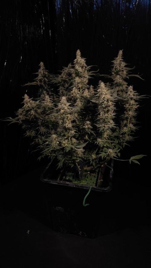 Zamnesia 2026 Plagron Eternity grow cup. Week 15