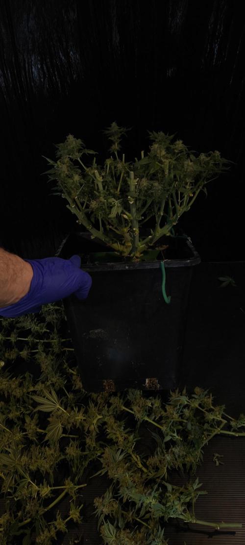 Zamnesia 2026 Plagron Eternity grow cup. Week 15