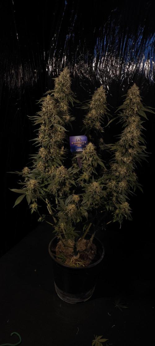 Zamnesia 2026 Plagron Eternity grow cup. Week 15