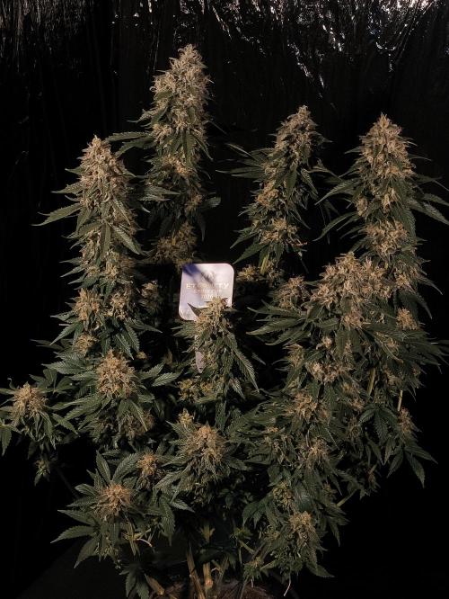 Zamnesia 2026 Plagron Eternity grow cup. Week 15