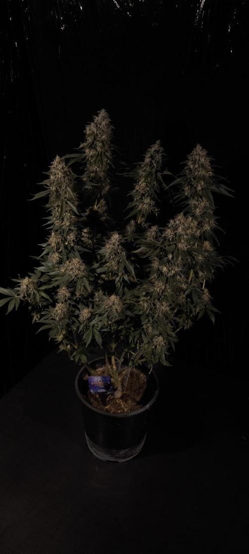 Zamnesia 2026 Plagron Eternity grow cup. Week 15