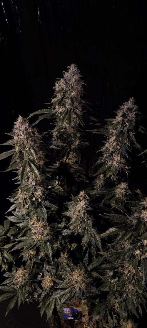Zamnesia 2026 Plagron Eternity grow cup. Week 15