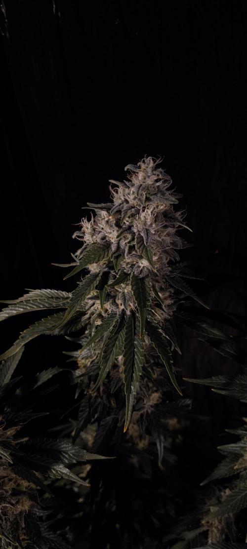 Zamnesia 2026 Plagron Eternity grow cup. Week 15