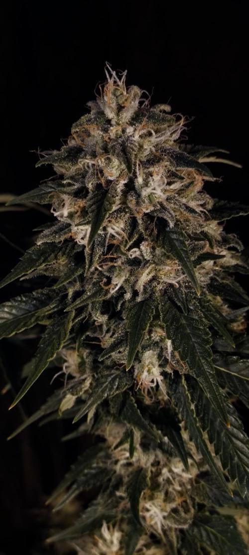 Zamnesia 2026 Plagron Eternity grow cup. Week 15