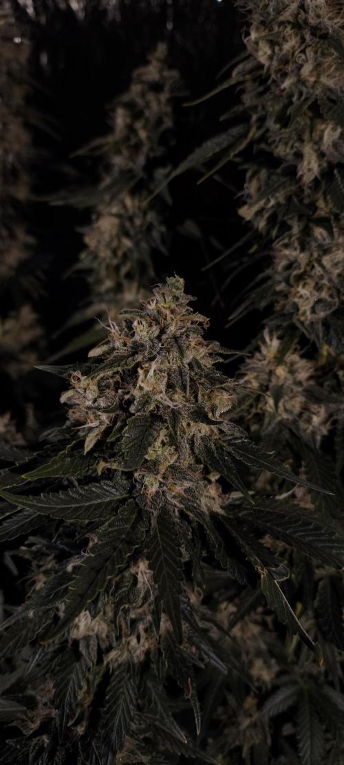 Zamnesia 2026 Plagron Eternity grow cup. Week 15