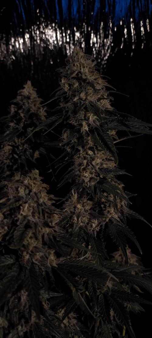 Zamnesia 2026 Plagron Eternity grow cup. Week 15