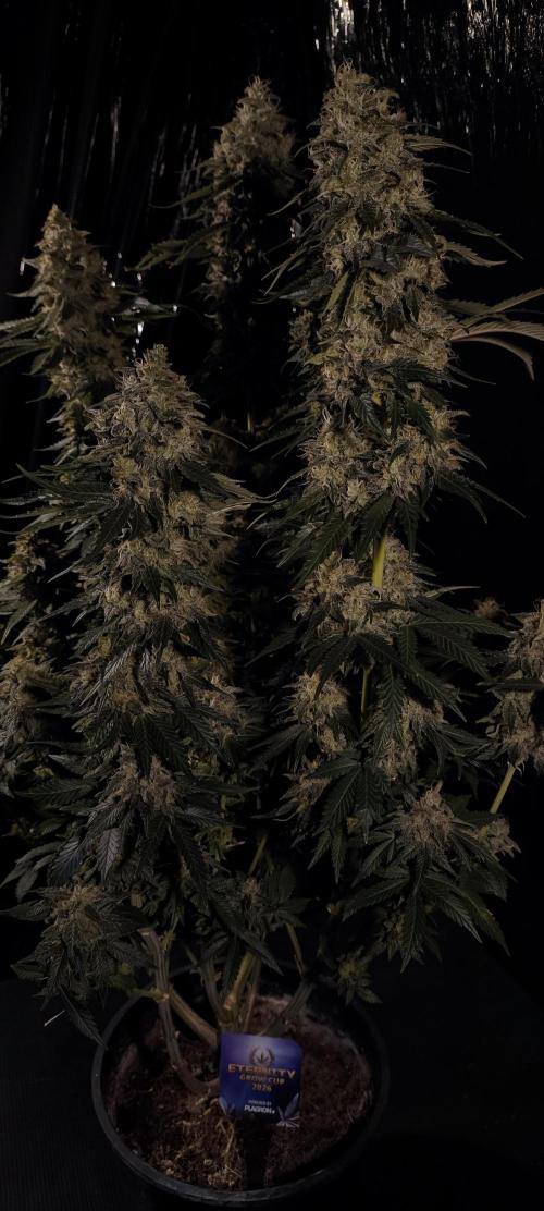Zamnesia 2026 Plagron Eternity grow cup. Week 15