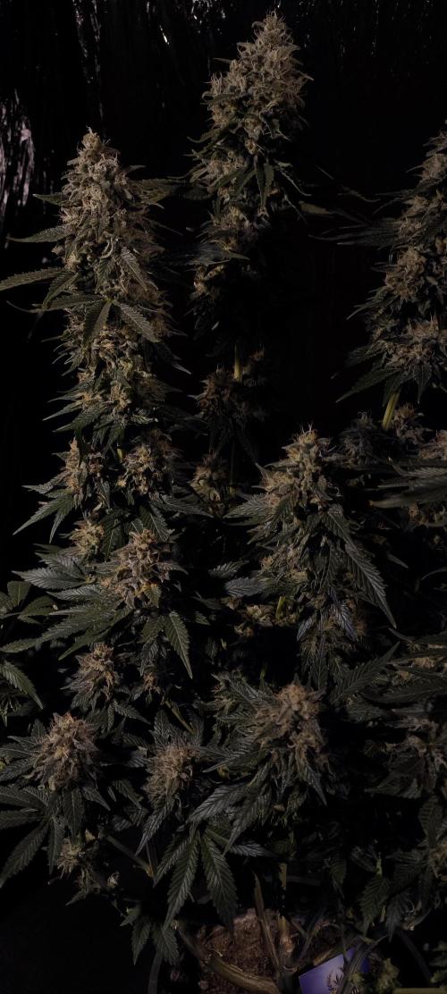 Zamnesia 2026 Plagron Eternity grow cup. Week 15