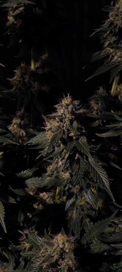 Zamnesia 2026 Plagron Eternity grow cup. Week 15