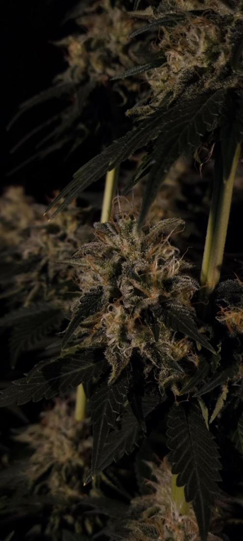 Zamnesia 2026 Plagron Eternity grow cup. Week 15