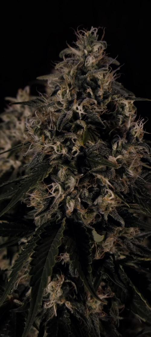 Zamnesia 2026 Plagron Eternity grow cup. Week 15