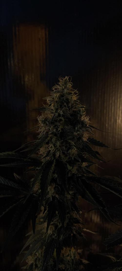 Zamnesia 2026 Plagron Eternity grow cup. Week 15