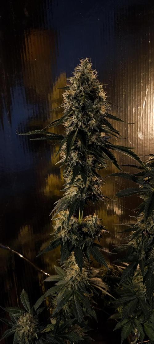 Zamnesia 2026 Plagron Eternity grow cup. Week 15