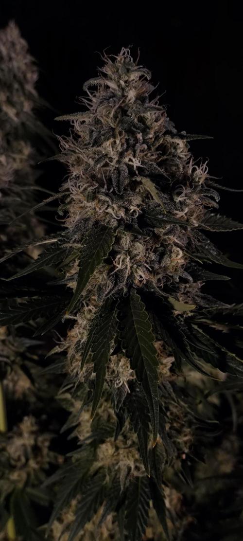 Zamnesia 2026 Plagron Eternity grow cup. Week 15